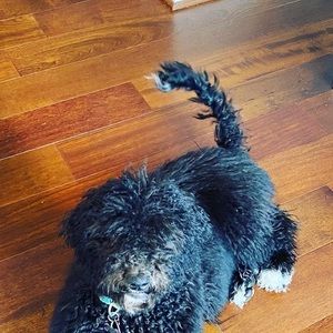 Meet your Posher, Auror